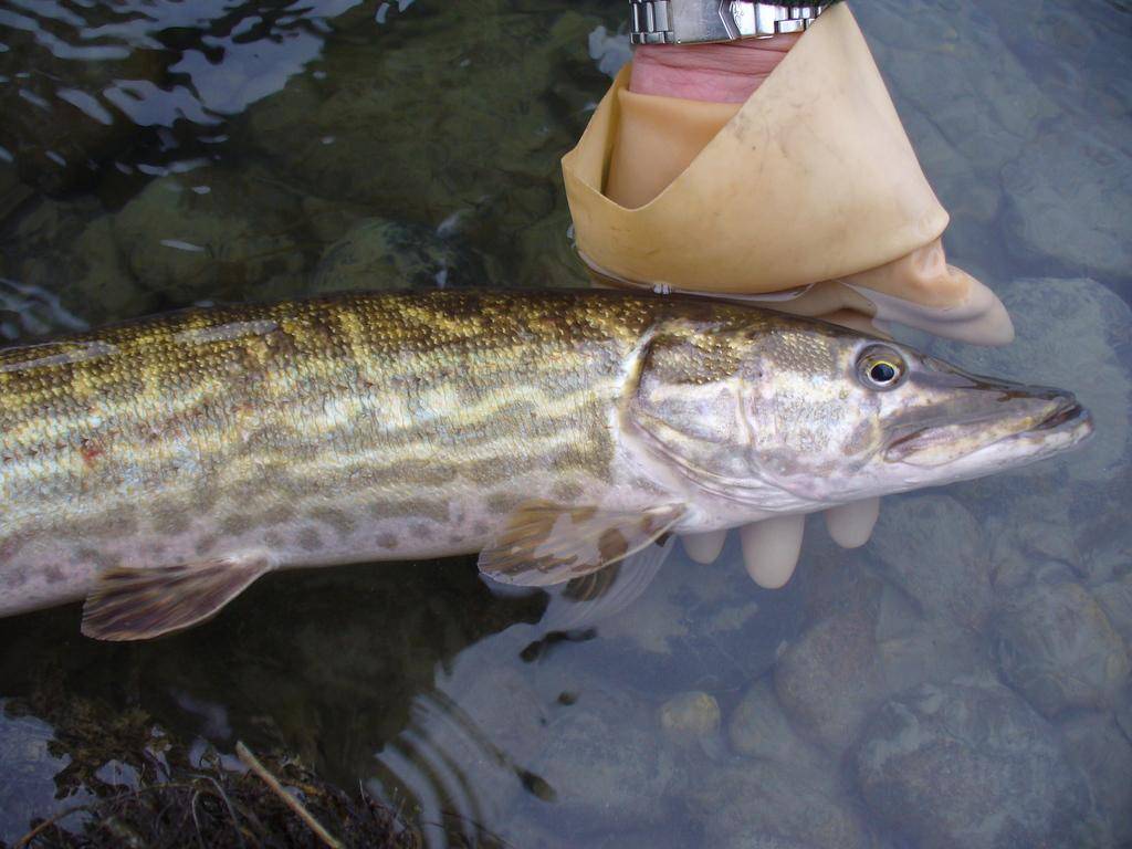 Ikan pike selatan